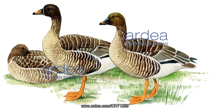 : Bean Goose : Bean Goose