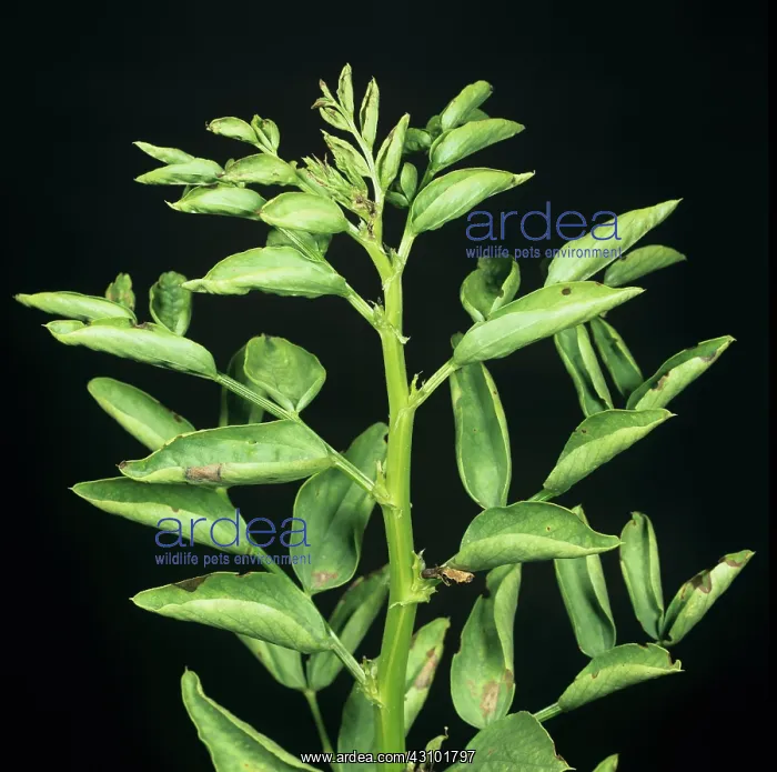 : Bean leaf roll virus : Bean leaf roll virus