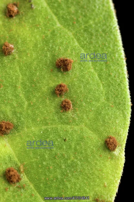 : Bean Leaf with Rust Pustules : Bean Leaf with Rust Pustules