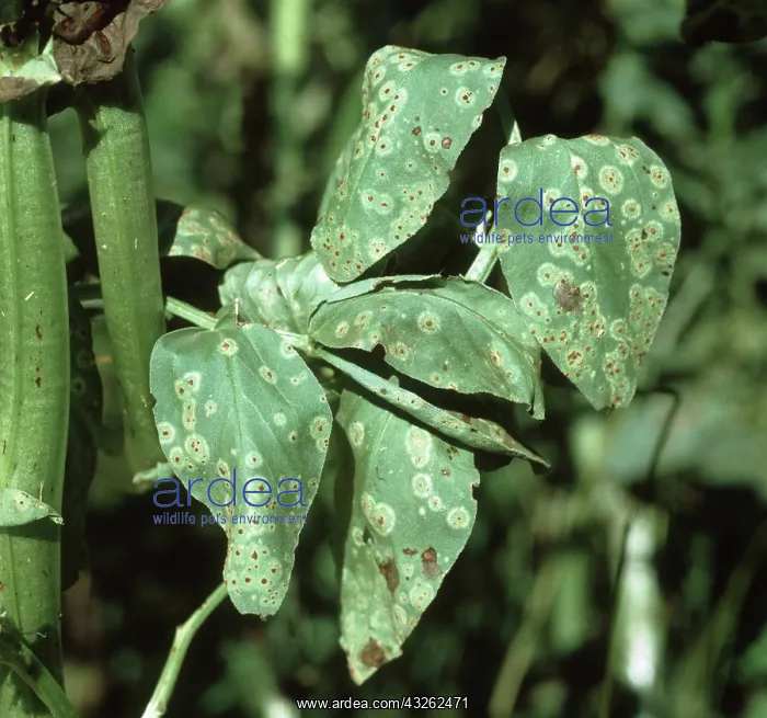  : Bean rust (Uromyces fabae) pustules and halo on wilted bean plant