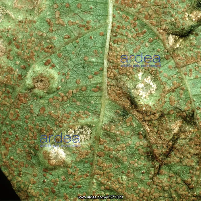 : Bean rust (Uromyces appendiculatus) uredospore and white aecia pustules : Bean rust (Uromyces appendiculatus) uredospore and white aecia pustules