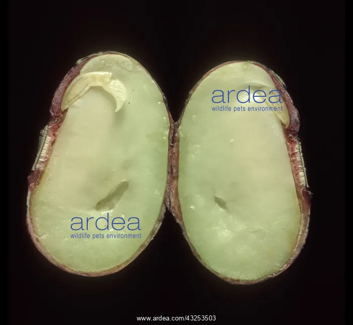 : Bean seed. Sectioned seed of a runner bean (Phaseolus coccineus) showing seedcoat, embryo : Bean seed. Sectioned seed of a runner bean (Phaseolus coccineus) showing seedcoat, embryo