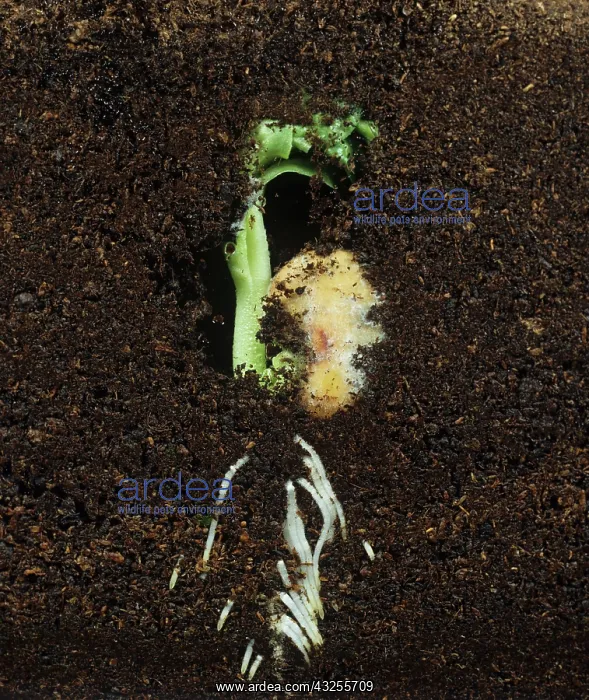: Bean seed roots and green shoot : Bean seed roots and green shoot