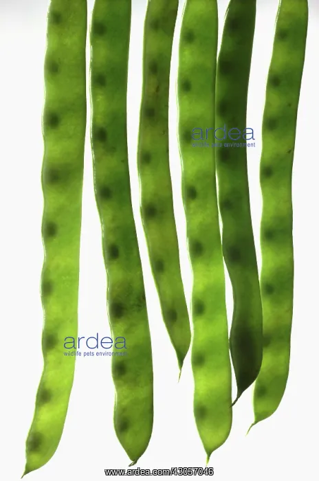 : Bean, Sword bean, Canavalia gladiata : Bean, Sword bean, Canavalia gladiata