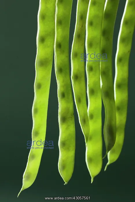 : Bean, Sword bean, Canavalia gladiata : Bean, Sword bean, Canavalia gladiata