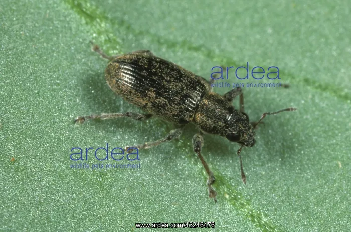  : Bean Weevil (Sitona lineatus)