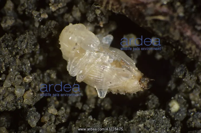 : Bean Weevil (Sitona lineatus) pupa : Bean Weevil (Sitona lineatus) pupa
