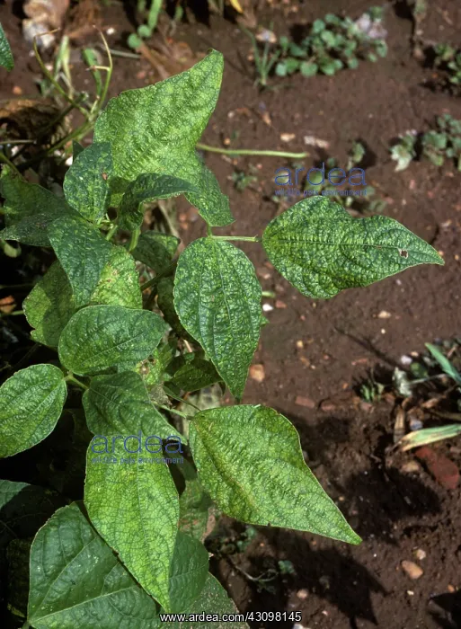 : Bean yellow mosaic virus : Bean yellow mosaic virus