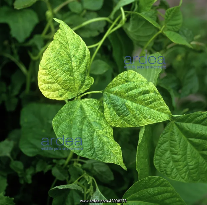 : Bean yellow mosaic virus : Bean yellow mosaic virus