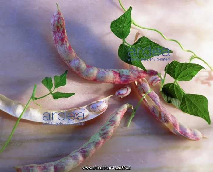 : Beans, Borlotti : Beans, Borlotti