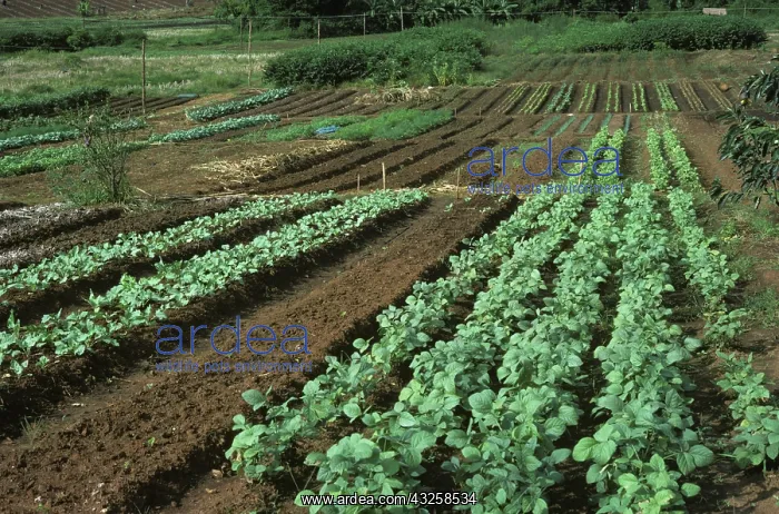 : Beans planted to replace poppies, Thailand : Beans planted to replace poppies, Thailand