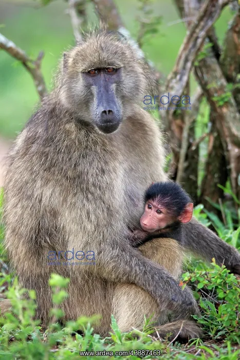 : Bear baboon, chacma baboon (Papio ursinus), adult, f : Bear baboon, chacma baboon (Papio ursinus), adult, f