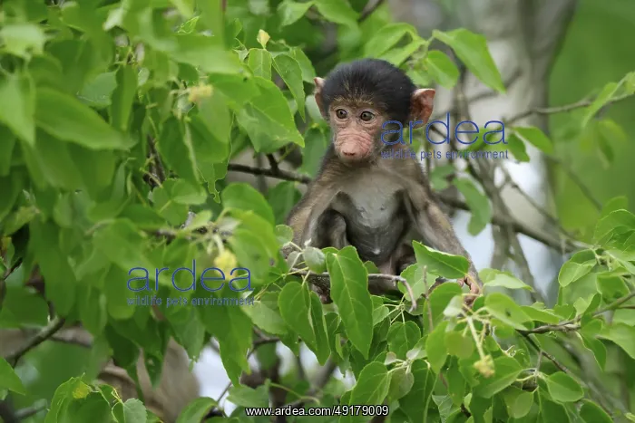 : Bear baboon, chacma baboon (Papio ursinus) : Bear baboon, chacma baboon (Papio ursinus)