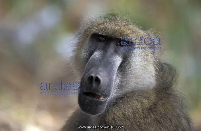 : Bear baboon (Papio ursinus) : Bear baboon (Papio ursinus)