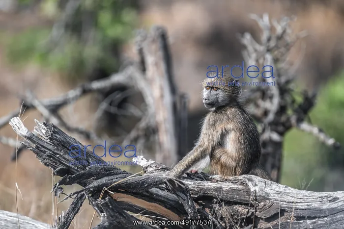 : Bear baboon (Papio ursinus), young sitting on a tree trunk : Bear baboon (Papio ursinus), young sitting on a tree trunk