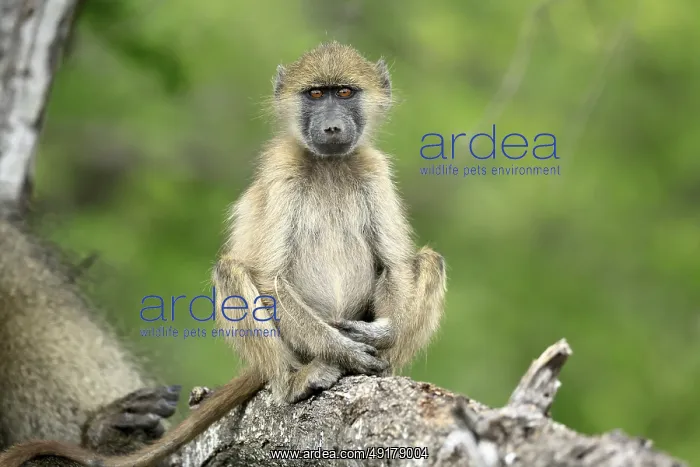  : Bear baboon, Tschakma baboon (Papio ursinus)