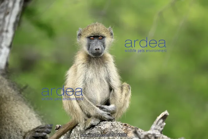 : Bear baboon, Tschakma baboon (Papio ursinus) : Bear baboon, Tschakma baboon (Papio ursinus)