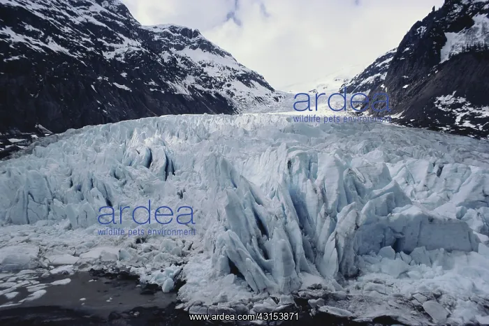 : Bear Glacier, Canada : Bear Glacier, Canada
