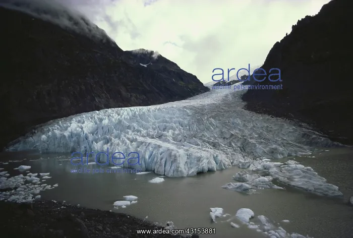 : Bear Glacier, Canada : Bear Glacier, Canada