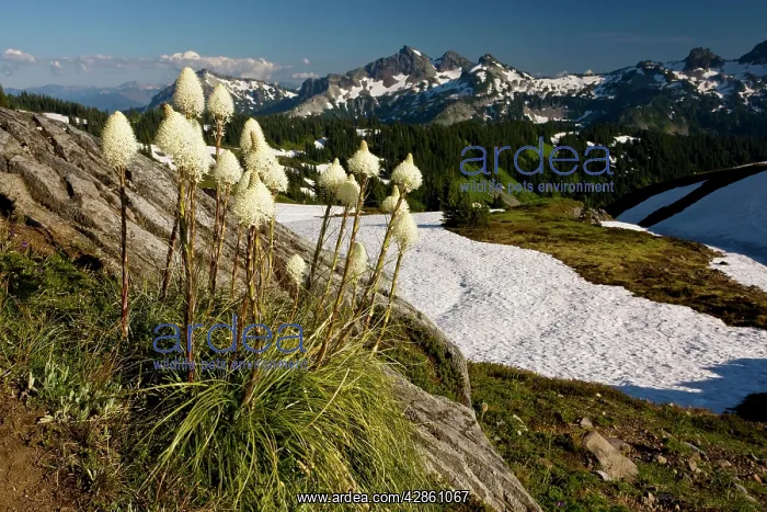 : Bear Grass - on Mount Rainier : Bear Grass - on Mount Rainier