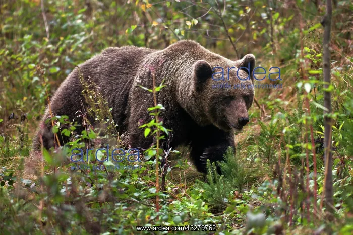: Bear Jurka, mother of the problem bear Bruno, Brown : Bear Jurka, mother of the problem bear Bruno, Brown