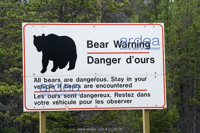 : Bear warning sign, Jasper National Park : Bear warning sign, Jasper National Park