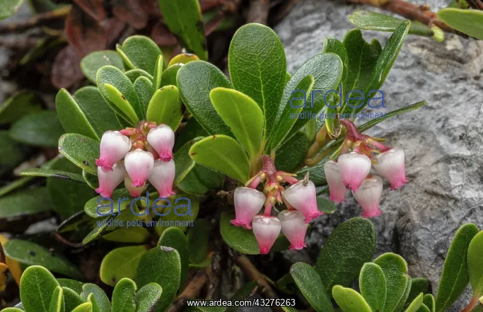 : Bearberry, Arctostaphylos uva-ursi, in flower in : Bearberry, Arctostaphylos uva-ursi, in flower in