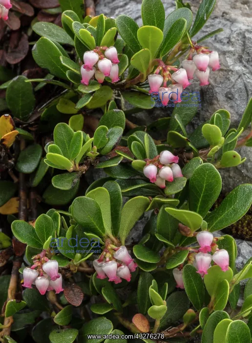 : Bearberry, Arctostaphylos uva-ursi, in flower in : Bearberry, Arctostaphylos uva-ursi, in flower in