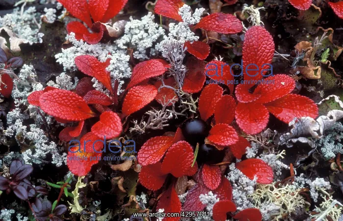 : Bearberry - Autumn leaves, tundra : Bearberry - Autumn leaves, tundra