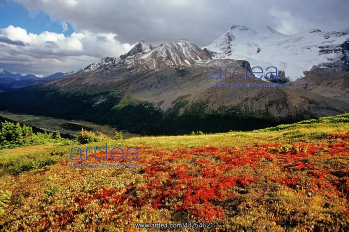: Bearberry in early autumn Athabasca Peak : Bearberry in early autumn Athabasca Peak