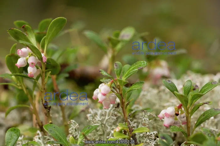 : Bearberry - in flower : Bearberry - in flower