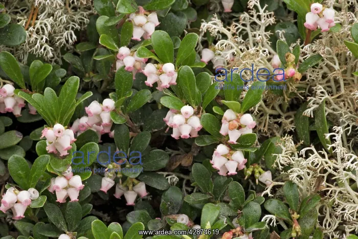 : Bearberry - in flower : Bearberry - in flower