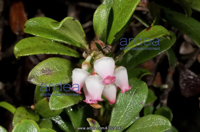 : Bearberry - in flower : Bearberry - in flower
