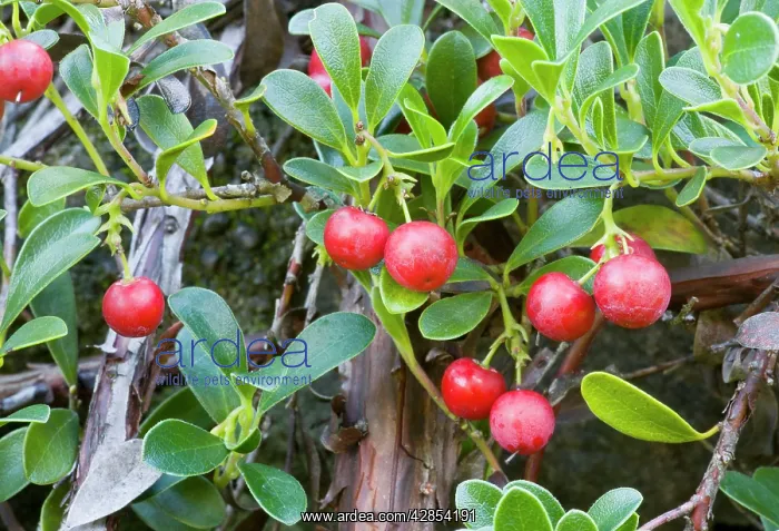 : Bearberry form - in fruit Point St George : Bearberry form - in fruit Point St George