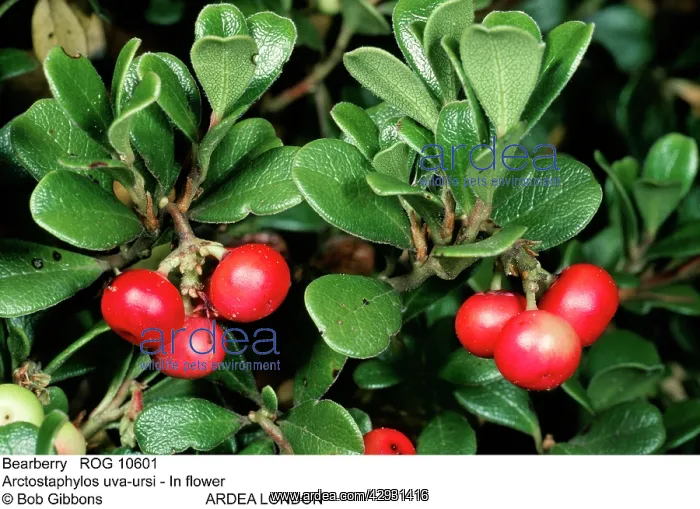 : BEARBERRY - IN FRUIT : BEARBERRY - IN FRUIT