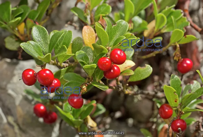 : Bearberry in fruit in early autumn : Bearberry in fruit in early autumn
