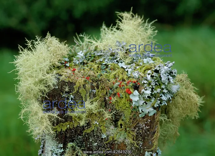 : Beard Lichens, Cladonias, Parmelias, Mosses etc : Beard Lichens, Cladonias, Parmelias, Mosses etc