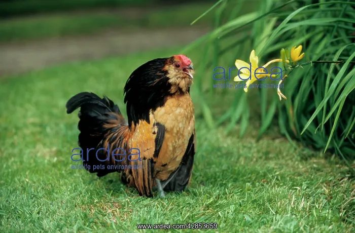  : Bearded Antwerp Bantam - Cock