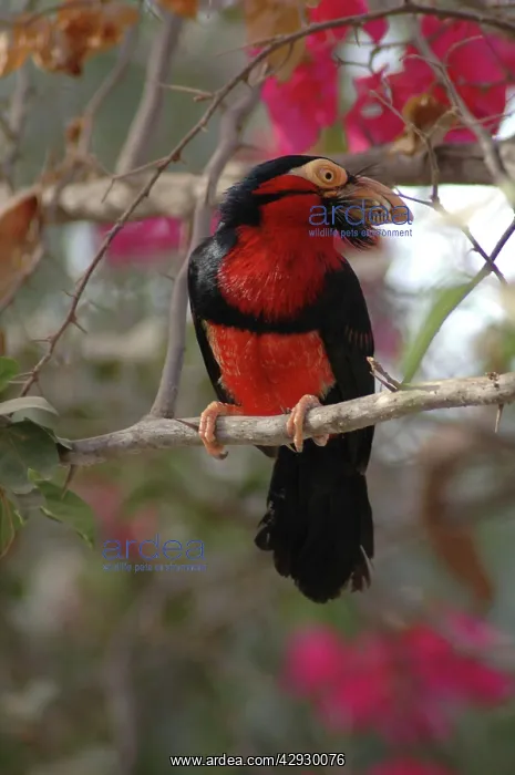 : Bearded BARBET : Bearded BARBET