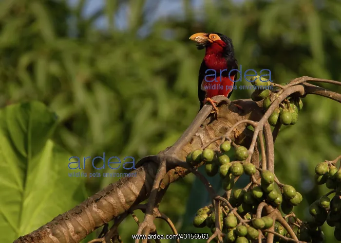 : Bearded Barbet : Bearded Barbet