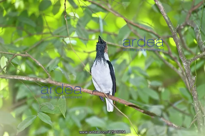 : Bearded Bellbird - male calling in forest canopy : Bearded Bellbird - male calling in forest canopy