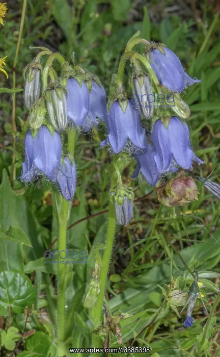: Bearded Bellflower, Campanula barbata, in flower : Bearded Bellflower, Campanula barbata, in flower
