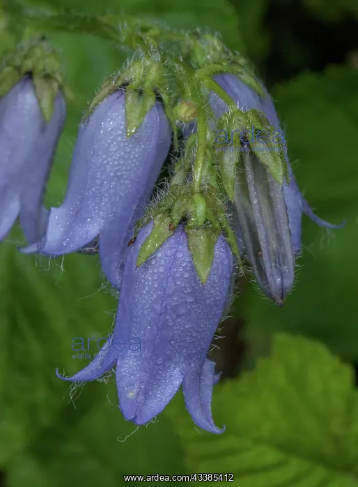 : Bearded Bellflower, Campanula barbata, in flower : Bearded Bellflower, Campanula barbata, in flower