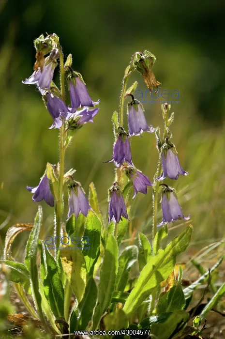 : Bearded Bellflower - in flower - against the light : Bearded Bellflower - in flower - against the light