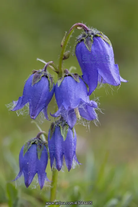  : Bearded Bellflower - flowering - Hohe Tauern