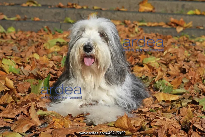 : Bearded Collie, 4 years old, lying in autumn leaves : Bearded Collie, 4 years old, lying in autumn leaves