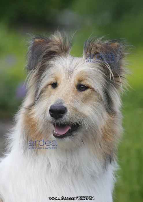 : Bearded Collie Collie-Collie-Mix, fawn, bitch, 8 : Bearded Collie Collie-Collie-Mix, fawn, bitch, 8