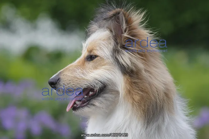 : Bearded Collie Collie-Collie-Mix, fawn, bitch, 8 : Bearded Collie Collie-Collie-Mix, fawn, bitch, 8
