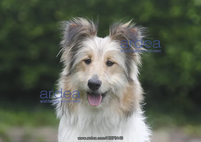 : Bearded Collie Collie-Collie-Mix, fawn, bitch, 8 : Bearded Collie Collie-Collie-Mix, fawn, bitch, 8