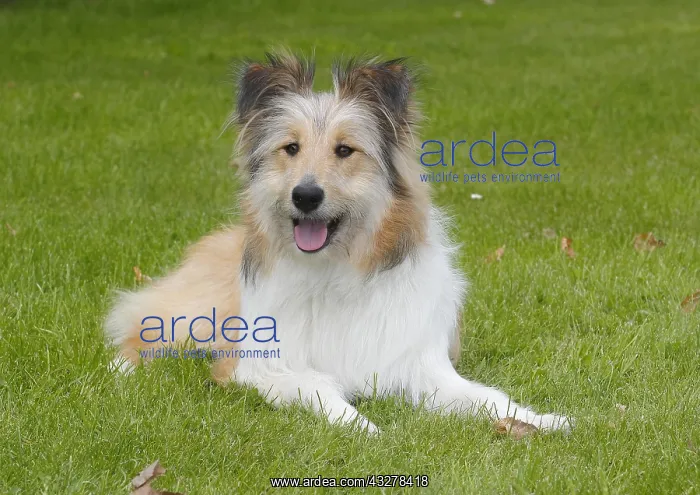 : Bearded Collie-Collie-Mix, fawn, bitch, 8 months : Bearded Collie-Collie-Mix, fawn, bitch, 8 months